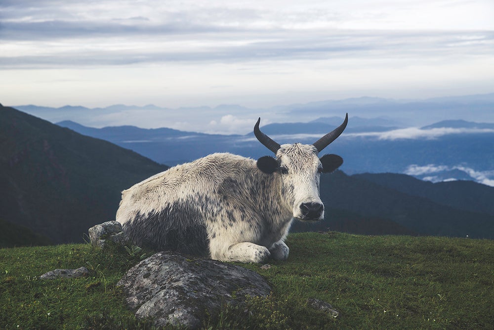 Cow Rests in the Himalaya