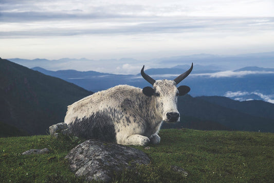 Cow Rests in the Himalaya